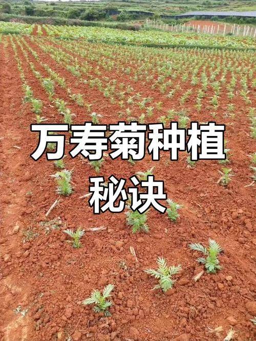 Family cultivation methods