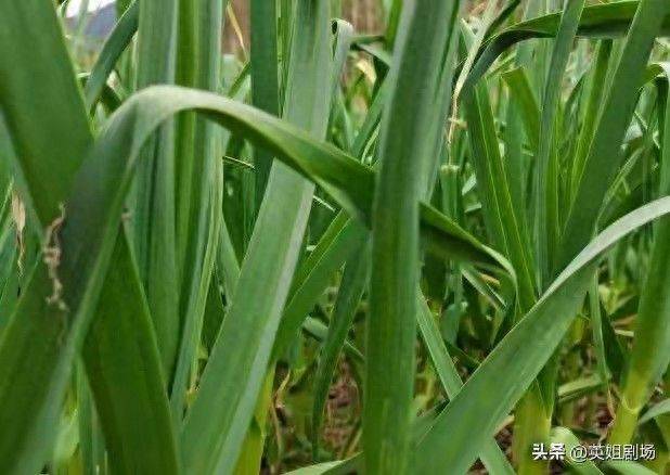 Northeast spring garlic growing technology