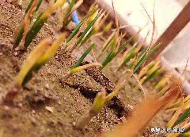 Northeast spring garlic growing technology