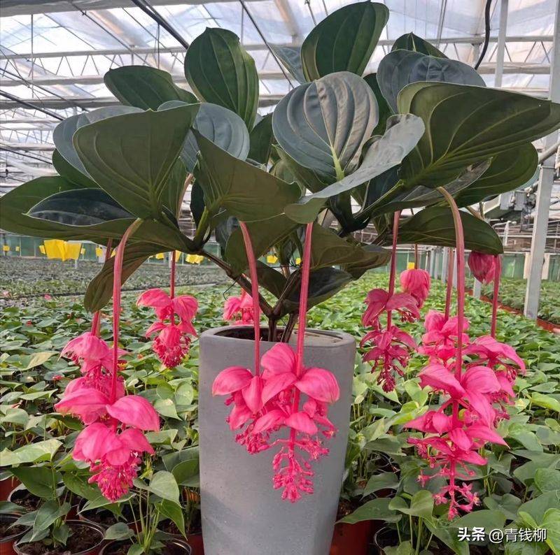 牡丹花种植方法