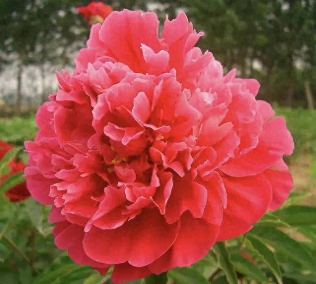 Methods of cultivation of pharmacists