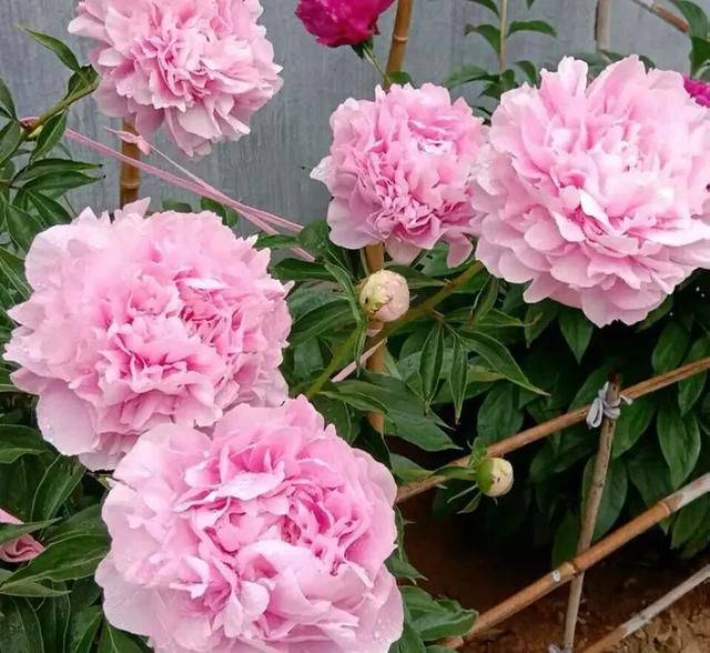 Methods of cultivation of pharmacists