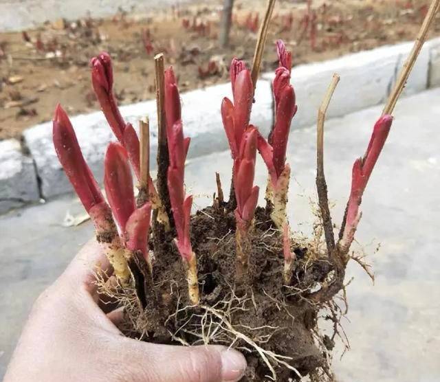 Methods of cultivation of pharmacists