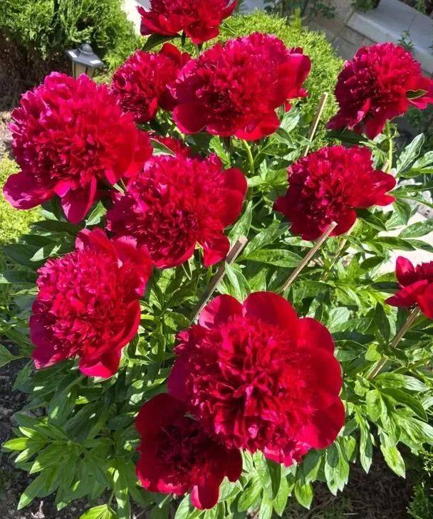 Methods of cultivation of pharmacists