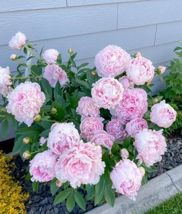 Methods of cultivation of pharmacists