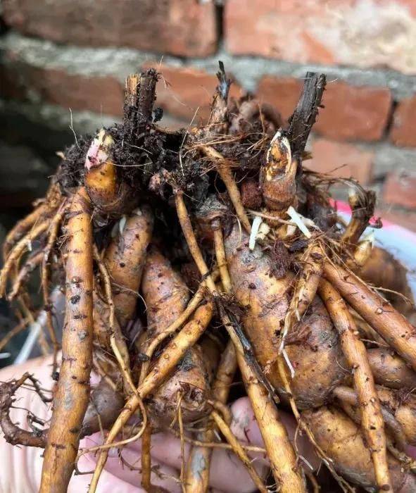 Methods of cultivation of pharmacists