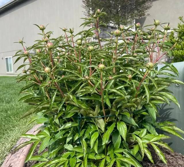 Methods of cultivation of pharmacists