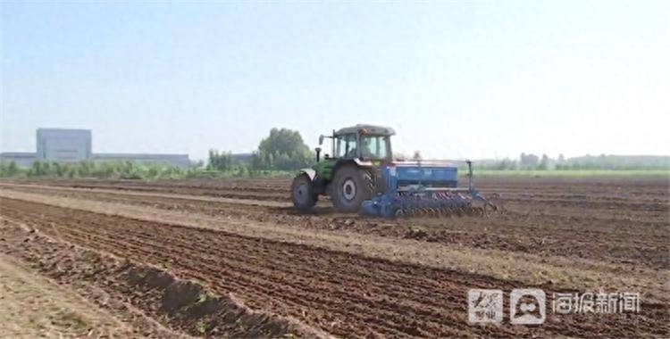 Quinoa planting techniques