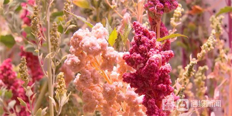 Quinoa planting techniques