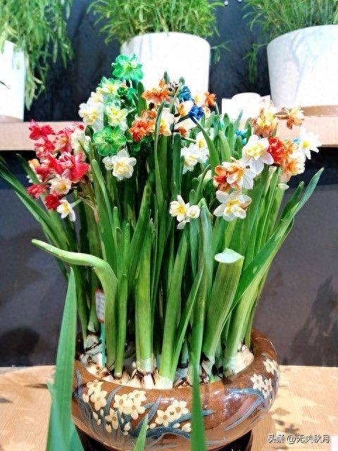 The method of planting the pony flower