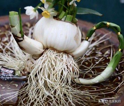 The method of planting the pony flower