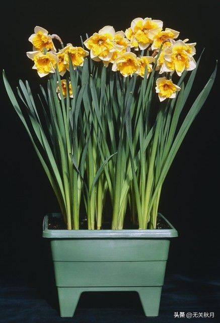 The method of planting the pony flower