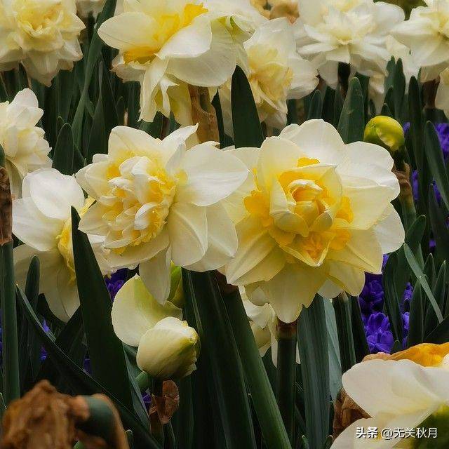 The method of planting the pony flower