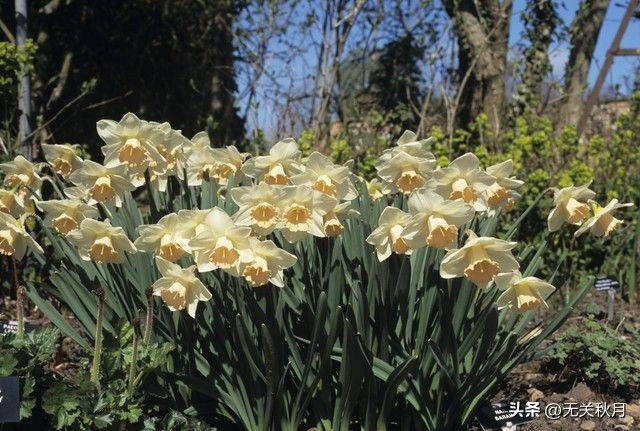 The method of planting the pony flower