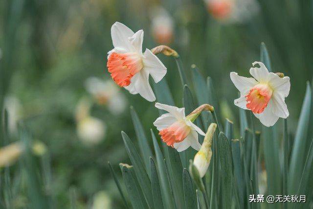 The method of planting the pony flower