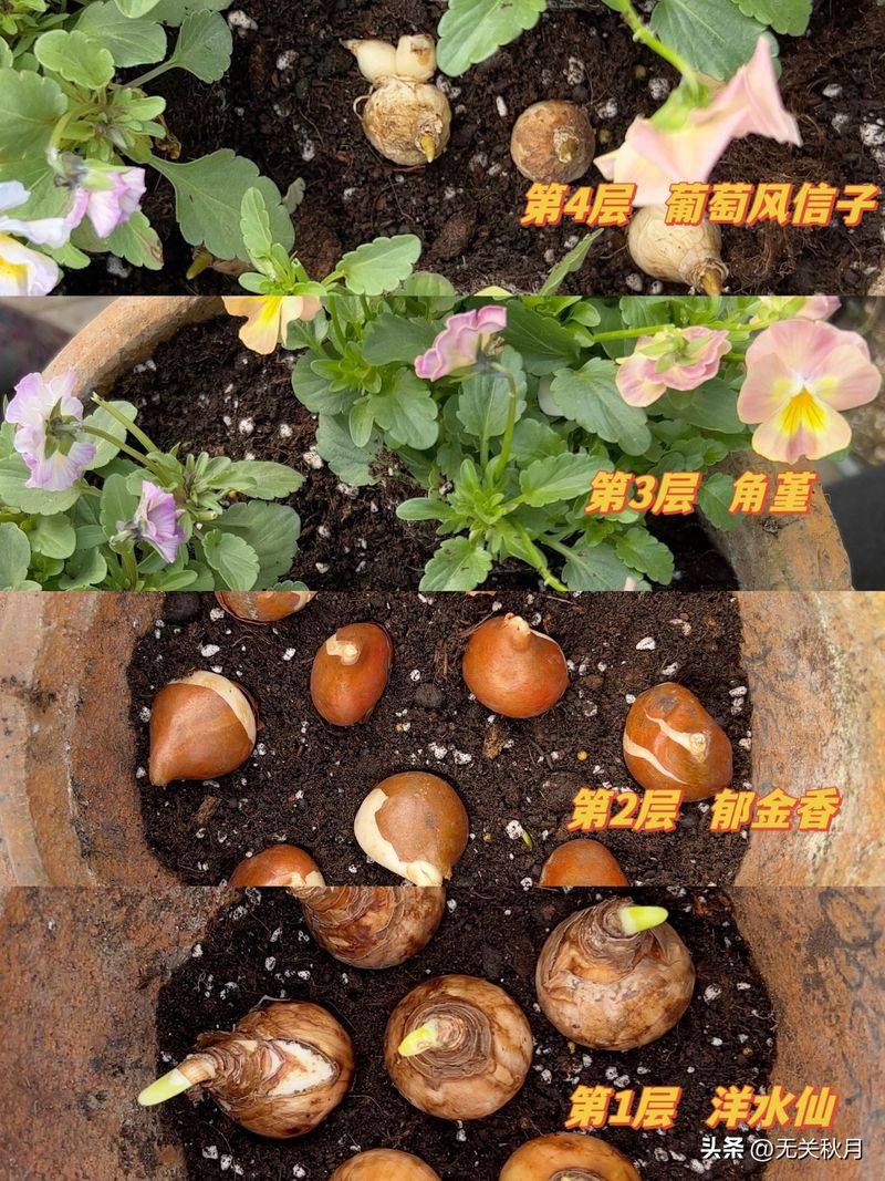 The method of planting the pony flower