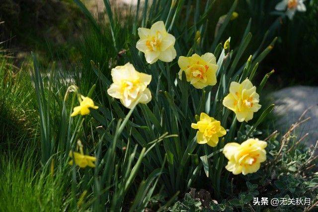 The method of planting the pony flower