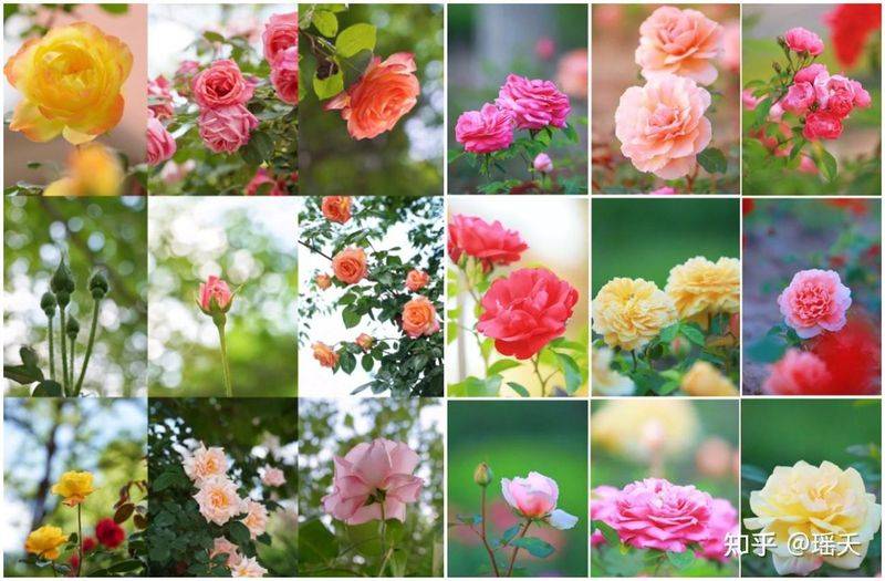 如何栽种和养护月季花?