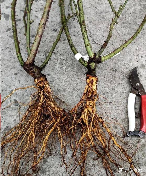 Monthly planting methods