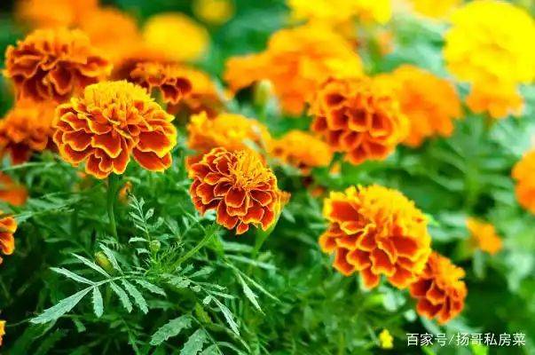 万寿菊家庭种植方法