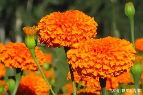 万寿菊家庭种植方法