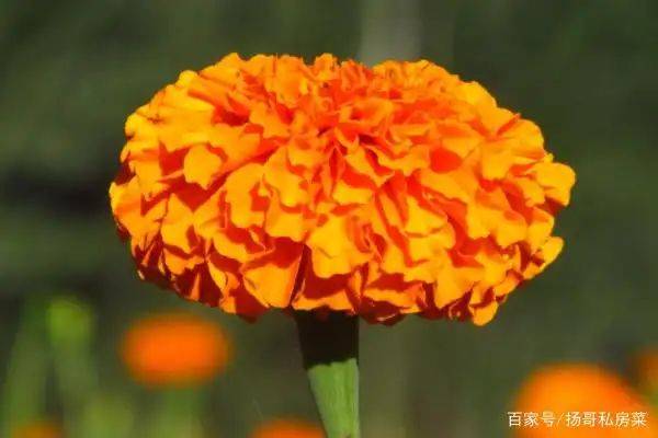 万寿菊家庭种植方法