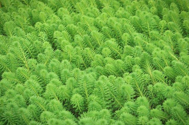 Plantation techniques