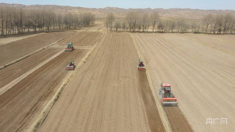Quinoa planting techniques