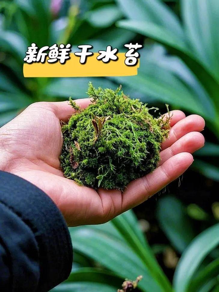 Simple cultivation of orchid moss
