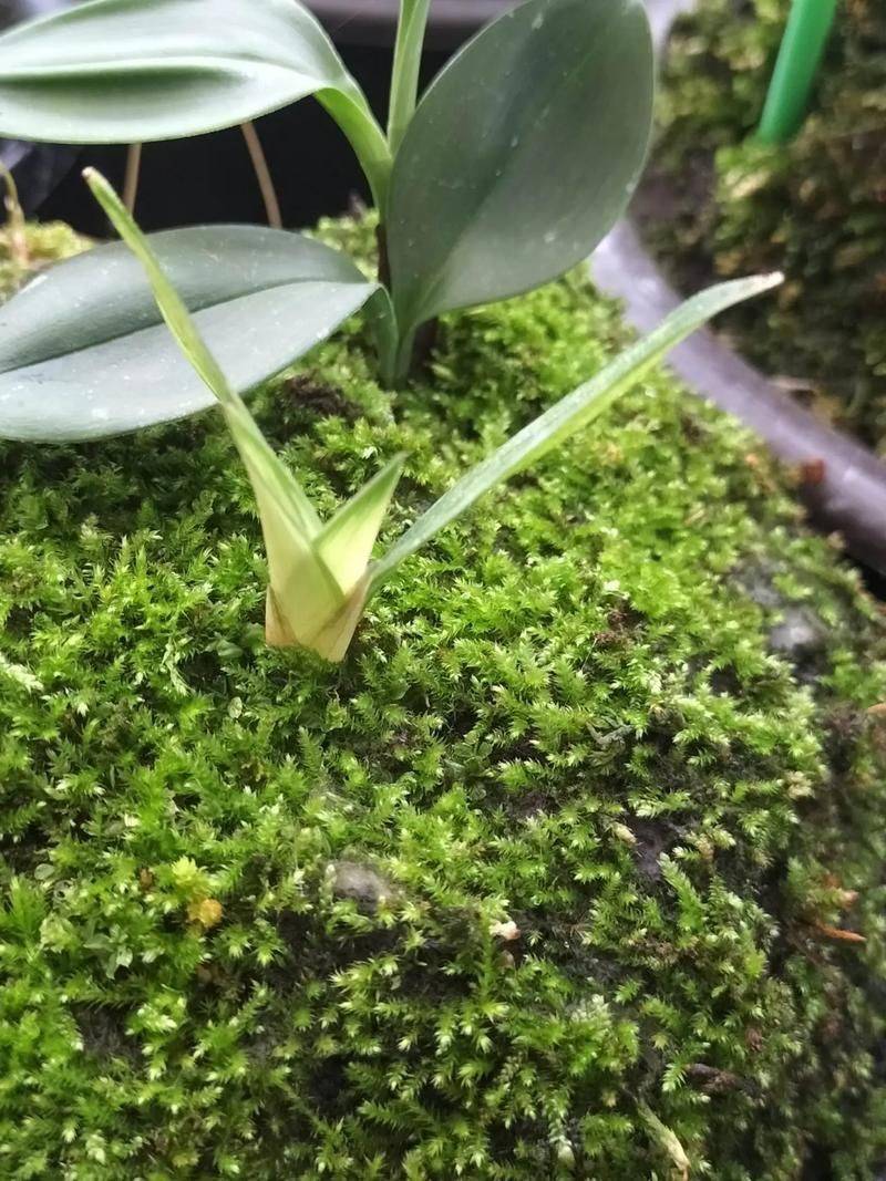 Simple cultivation of orchid moss