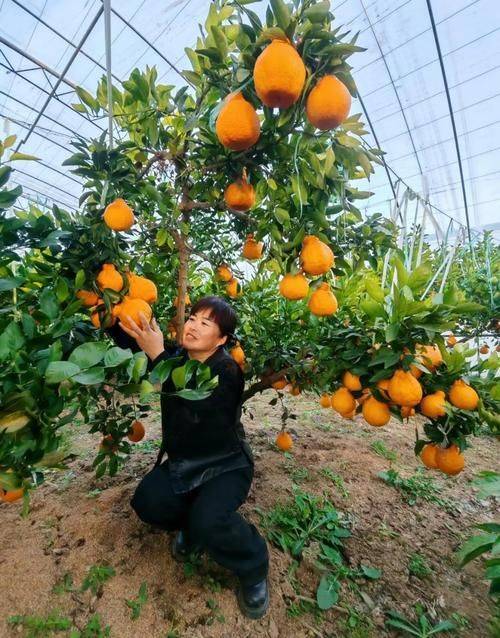 高档水果种植新品种