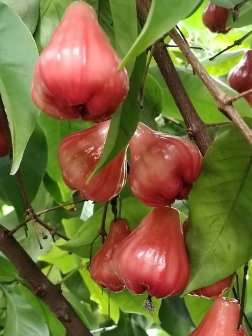 高档水果种植新品种