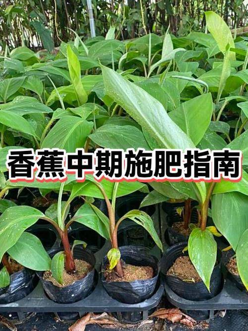 香蕉的种植技术