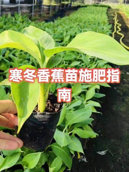 香蕉的种植技术