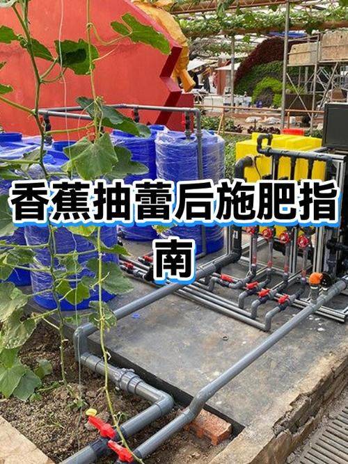 香蕉的种植技术