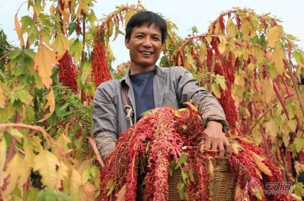 Quinoa planting techniques