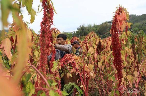 Quinoa planting techniques
