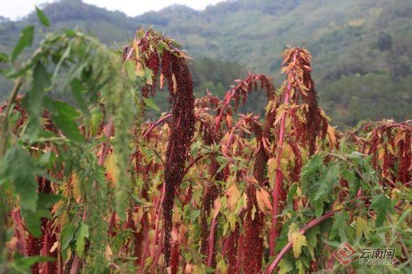 Quinoa planting techniques