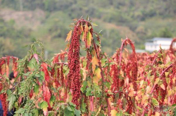 Quinoa planting techniques