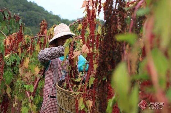 Quinoa planting techniques