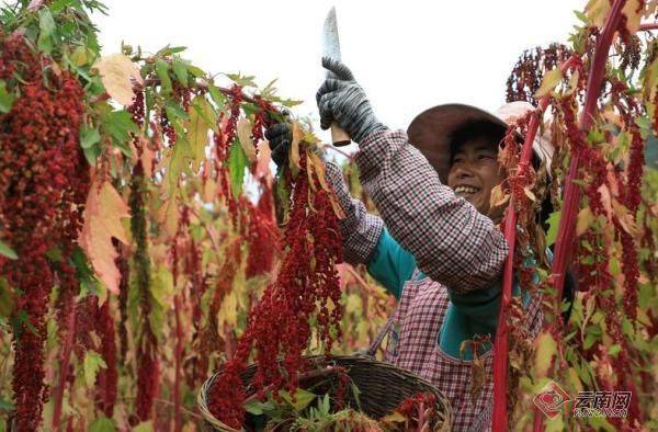 Quinoa planting techniques