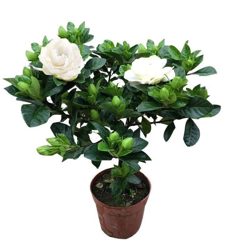 The method of planting the pony flower