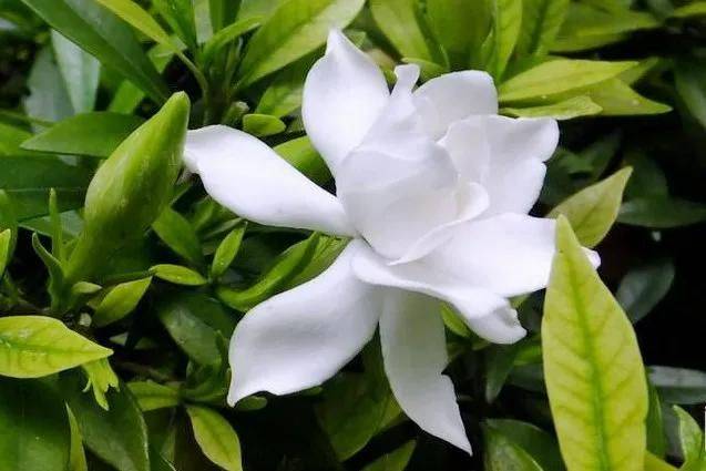 The method of planting the pony flower