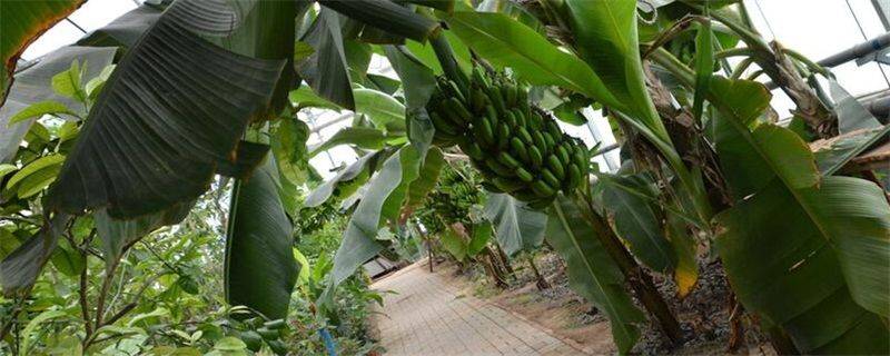 Banana cultivation techniques