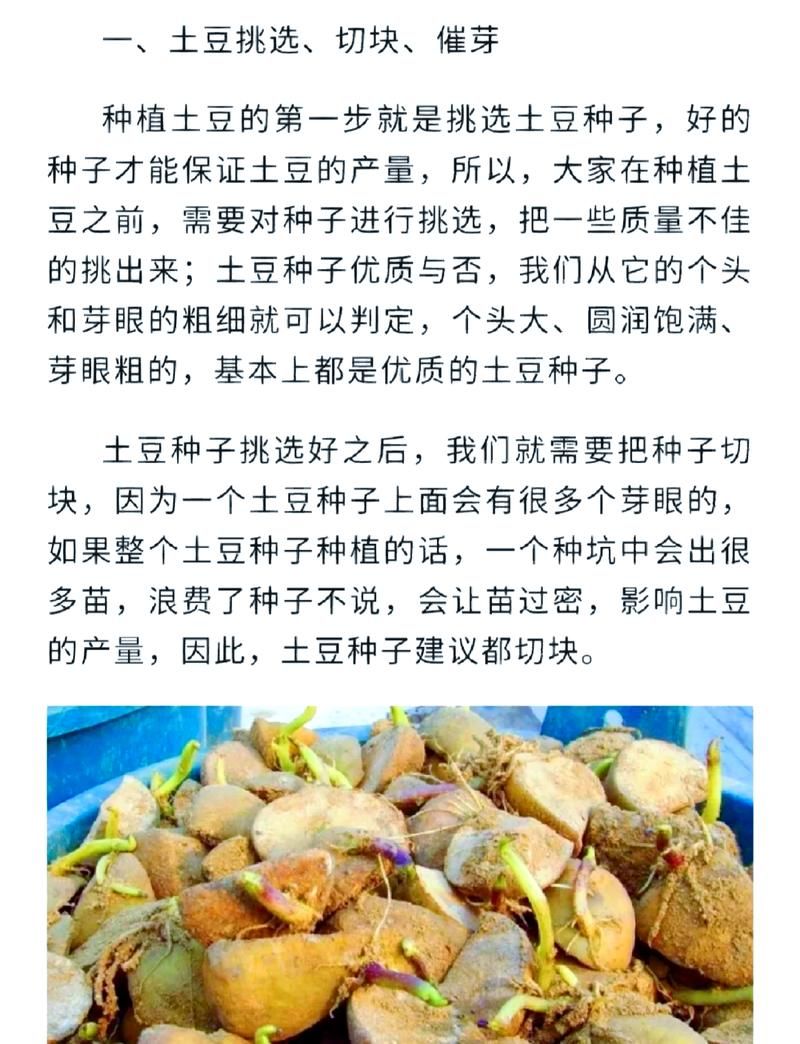 山东土豆种植技术