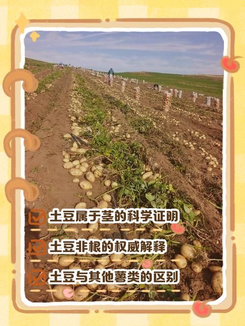 山东土豆种植技术