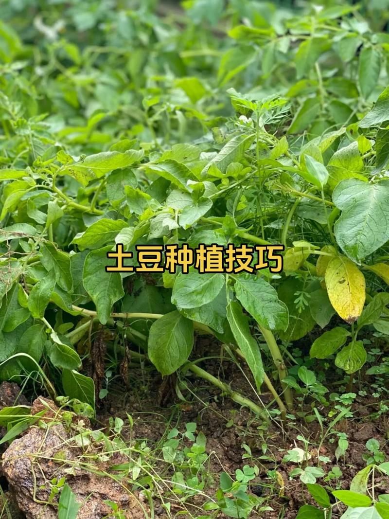 山东土豆种植技术