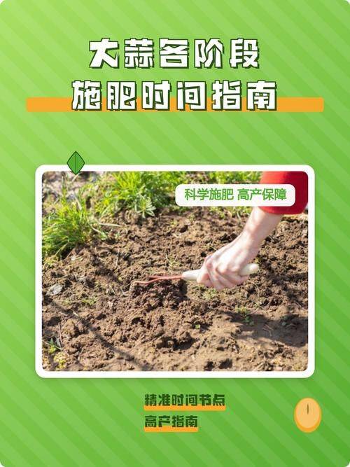 Northeast spring garlic growing technology