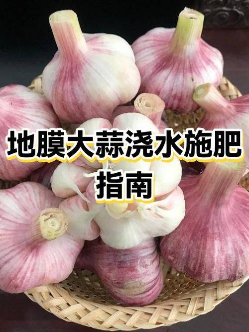 Northeast spring garlic growing technology