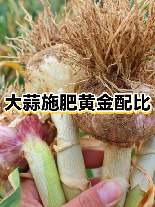 Northeast spring garlic growing technology